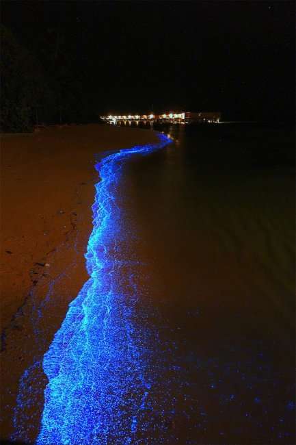 Мальдивы, усыпанные биолюминесцентными фитопланктонами (8 фото)