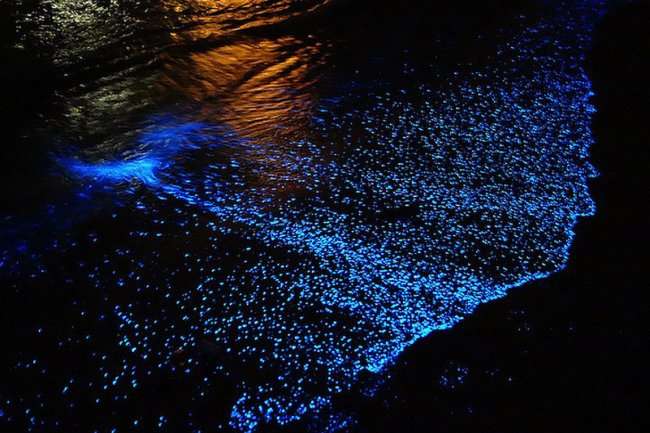 Мальдивы, усыпанные биолюминесцентными фитопланктонами (8 фото)