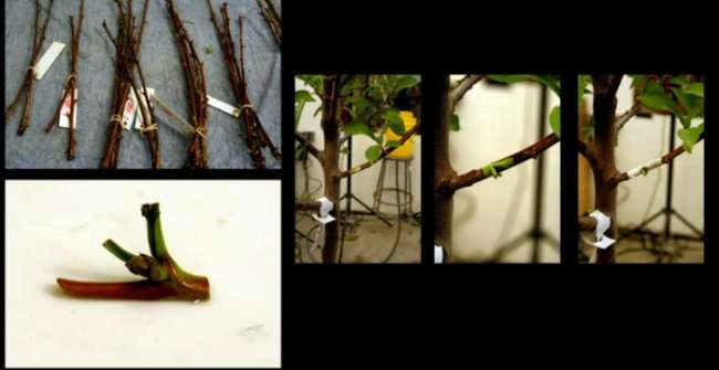Дерево сорока фруктов (6 фото)