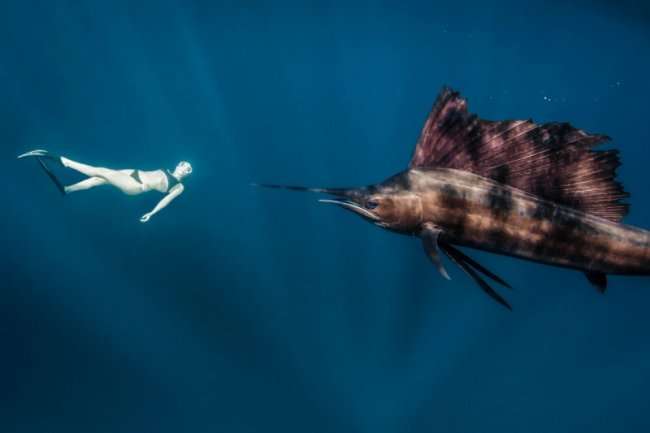 Погружение в океан к тигровым акулам (21 фото)