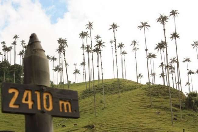 Долина Кокора - место где растут самые высокие пальмы (11 фото)
