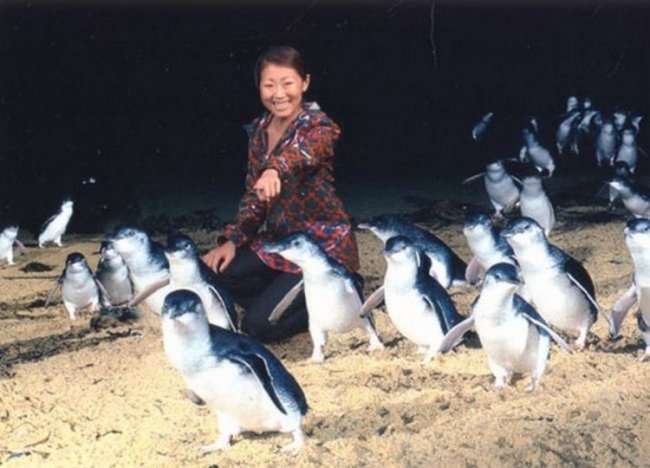 Одежда для австралийских пингвинов-сирот (10 фото)