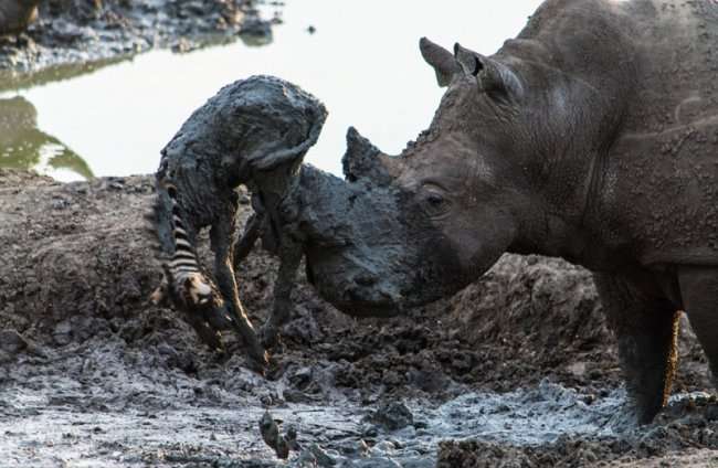 Носорог вытащил зебру из грязи (5 фото)
