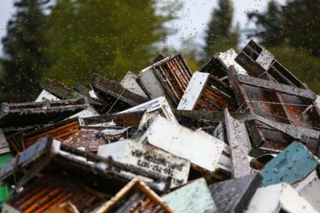 44 миллиона пчел оказались на улицах Сиэтла (10 фото)