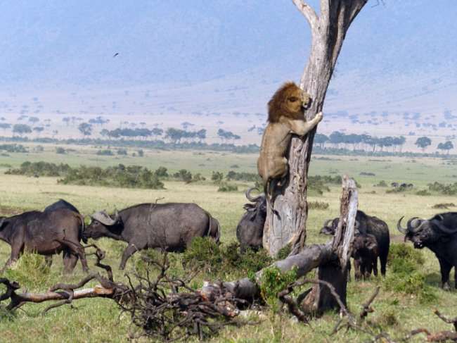 Лев убегает от буйволов (5 фото)