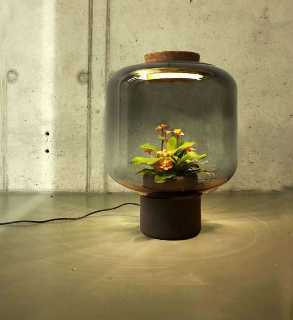 Растение-лампа, не требующее никакого ухода за собой (7 фото)