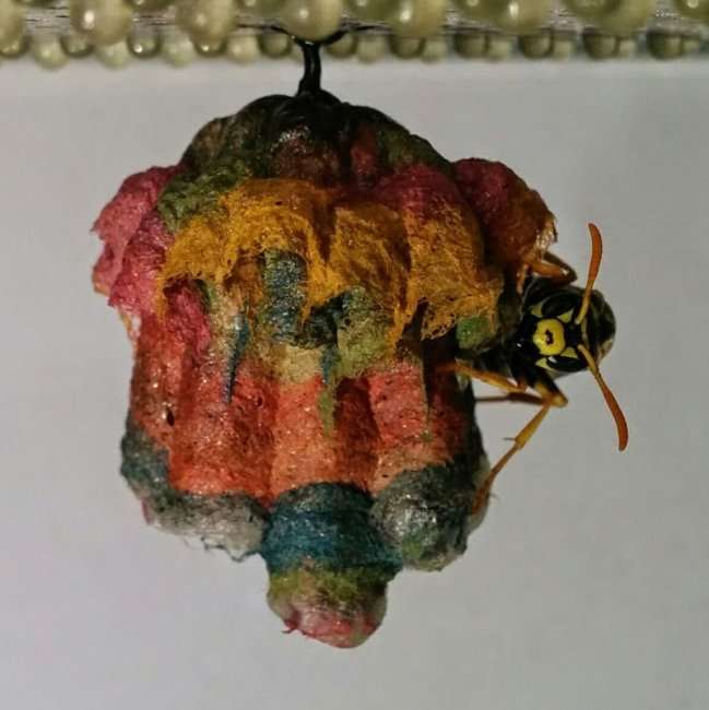 Радужные гнезда ос (12 фото)