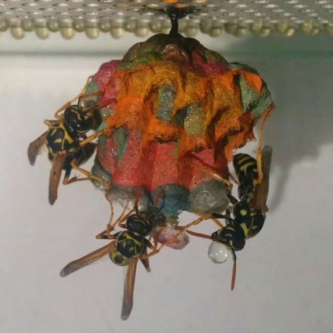 Радужные гнезда ос (12 фото)