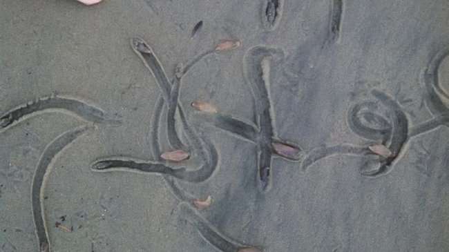 Неведомые существа выползли на песчаный пляж в Калифорнии (8 фото)