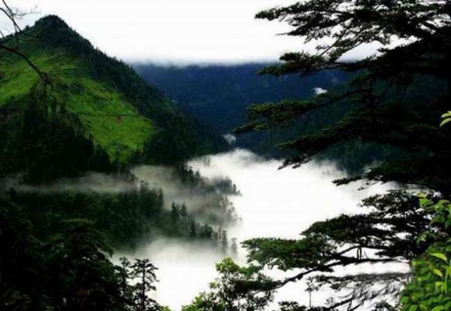 Лощина чёрного бамбука (4 фото)