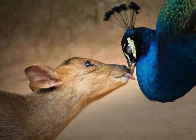 Фотоконкурс Sony World Photography Awards (15 фото)