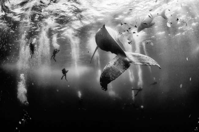 Лучшие снимки фотоконкурса National Geographic Photo Contest 2015 (26 фото)