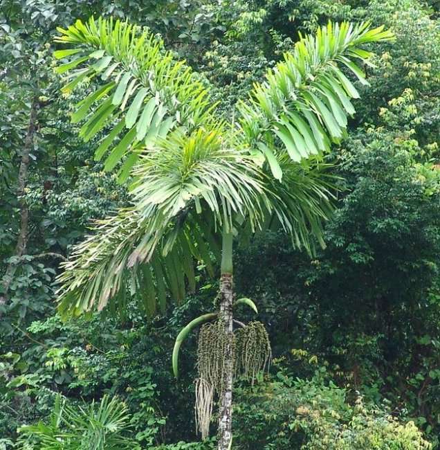 Iriartea gigantea – пальма с самой необычной формой корней (6 фото)