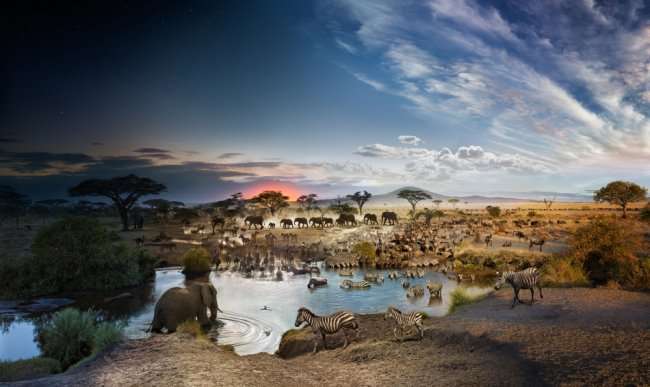 Фото различных животных у водоема в течение 26 часов (фото дня)