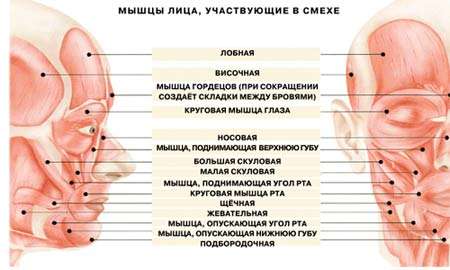 Интересные факты о смехе (5 фото)