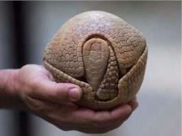 Броненосець в режимі захисту