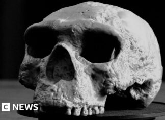 Старий череп переписує людську еволюцію, кажуть вчені
