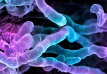 Новий потужний антибіотик десятиліттями ховався у всіх на виду