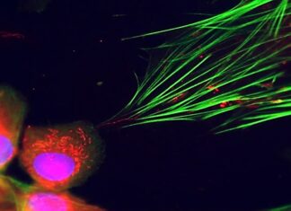 Рак використовує мітохондрії для перепрограмування сусідніх клітин