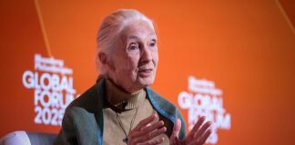 Zmarła doktor Jane Goodall, pionierska specjalistka od szympansów i działaczka na rzecz ochrony przyrody.