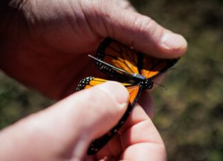 Migração monarca revolucionada: pequenas tags revelam segredos de borboletas