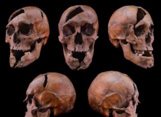 Раскрыта столетняя тайна: установлена личность средневекового герцога благодаря международному сотрудничеству