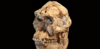 Little Foot: нова гілка на дереві людства?