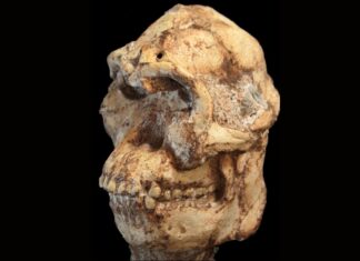 Маленькая Нога: Новая Ветвь на Древе Человечества?