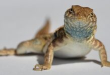 Pedra-papel-tesoura da natureza: como os lagartos desenvolveram um jogo de dominância