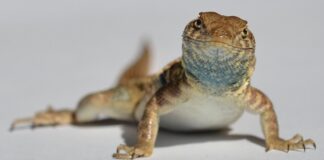 Природа грає в камінь-ножиці-папір: як ящірки перетворилися на гру домінування