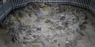 Льодовикові українці будували будинки з кісток мамонта 18 000 років тому