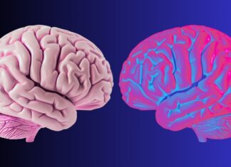 Les ondes cérébrales définissent la façon dont nous nous distinguons du monde