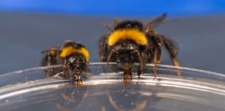 Королевам джмелів важко збирати нектар через будову язика