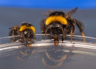 Королевы Шмелей Испытывают Трудности при Сборе Нектара из-за Структуры Языка