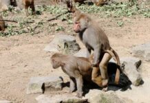 Еволюційне коріння одностатевої поведінки приматів