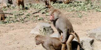 Еволюційне коріння одностатевої поведінки приматів