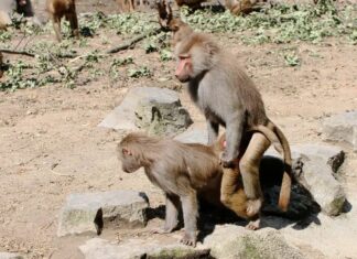 Raízes Evolucionárias do Comportamento do Mesmo Sexo em Primatas