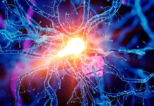 Мозговые Цепи Улучшают Выносливость: Новое Исследование Раскрывает Центральную Роль Гипоталамуса