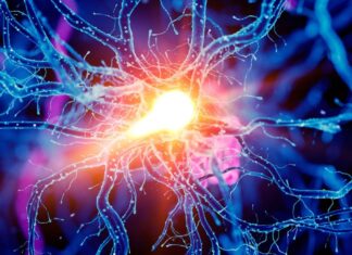 Sirkuit Otak Mendorong Peningkatan Daya Tahan: Studi Baru Mengungkap Peran Utama Hipotalamus