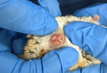 Перші спостереження за новонародженими сумчастими, які повзають до сумки своєї матері