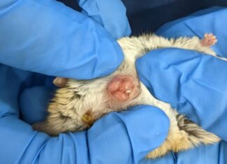 Neonati marsupiali osservati per la prima volta mentre gattonano nella borsa