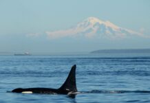 Канібалізм у Косаток Підтверджено: Чому деякі косатки живуть разом