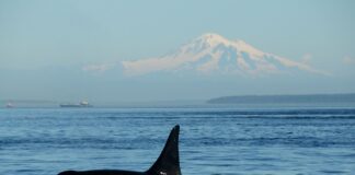 Канібалізм у Косаток Підтверджено: Чому деякі косатки живуть разом