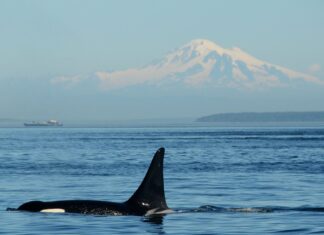 Orka-kannibalisme bevestigd: waarom sommige orka’s bij elkaar blijven