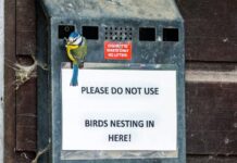 Ptaki używają niedopałków papierosów do odstraszania szkodników