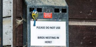 Птахи використовують недопалки, щоб відлякувати паразитів