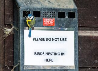 Birds Are Using Cigarette Butts to Ward Off Parasites