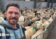 Новий Закон Вводить Необмежені Штрафи за Напад Собак на Сільськогосподарських Тварин