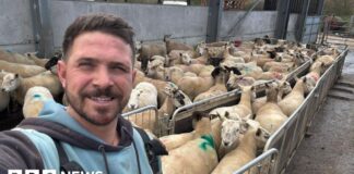 Новий Закон Вводить Необмежені Штрафи за Напад Собак на Сільськогосподарських Тварин