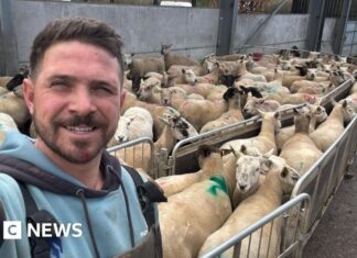 Nowe prawo wprowadza nieograniczone kary za ataki psów na zwierzęta hodowlane